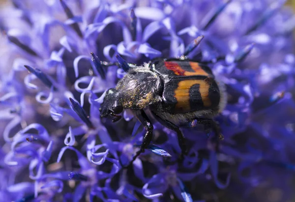 Trichius fasciatus böceği — Stok fotoğraf