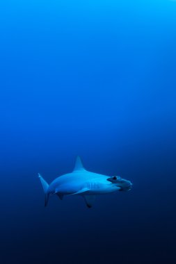 Taraklı çekiç köpekbalığı, Red Sea, Mısır