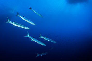 Shoal of barracudas, Red Sea, Egypt clipart
