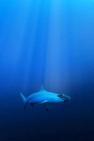 Žralok kladivoun, Rudé moře, Egypt — Stock fotografie