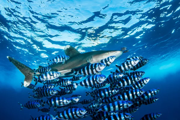 Oceanic Vitfenad haj med pilot fisk, röda havet, Egypten — Stockfoto