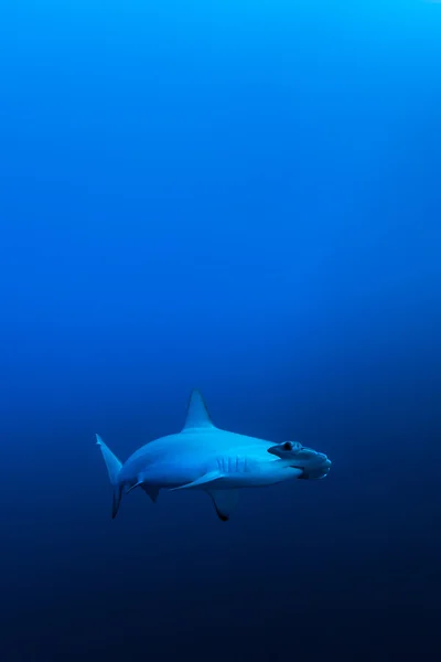 Zapiekanka Młotowate, Red Sea, Egypt — Zdjęcie stockowe