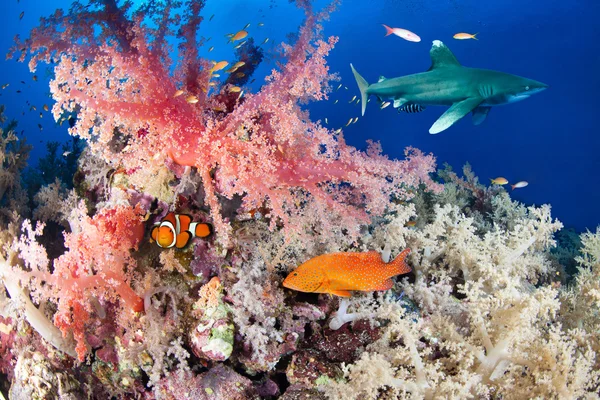 Arrecife colorido con tiburón y mero, Mar Rojo, Egipto — Foto de Stock