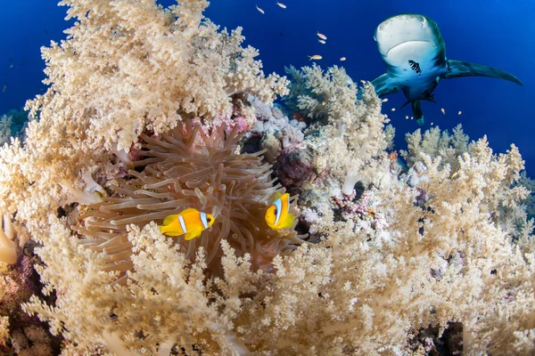 Reef shark och Anemon fisk, röda havet, Egypten — Stockfoto