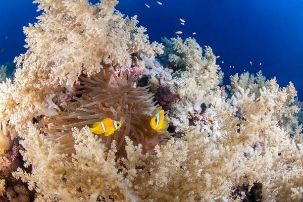 Récif coloré avec couple de poissons anémones, Mer Rouge, Egypte — Photo