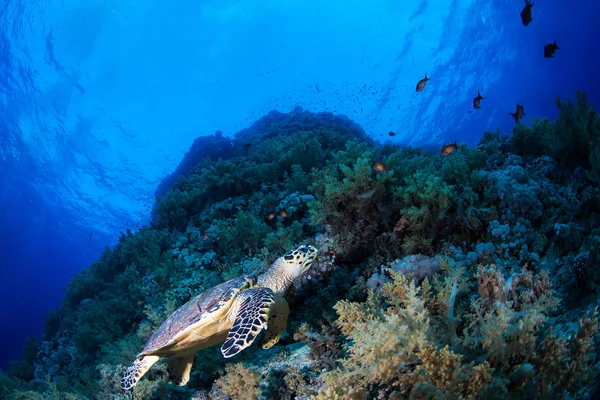 Turle zelené moře v útesu, Rudé moře, Egypt — Stock fotografie