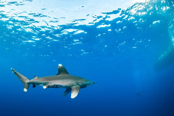 Oceanic Vitfenad haj närmar sig dykare, röda havet, Egypten Stockbild