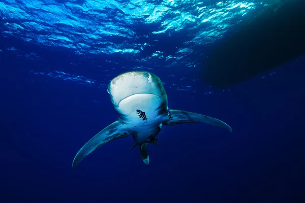 Oceanic whitetip shark, Red Sea, Egypt — Stock Photo, Image