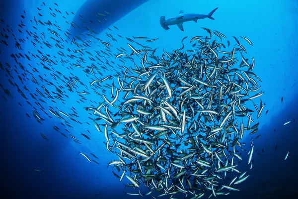 Scalloped hammerhead shark with shoal of fish, Red Sea, Egypt — Stock Photo, Image