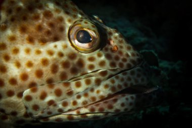 Yağlı bir orfoz portresi