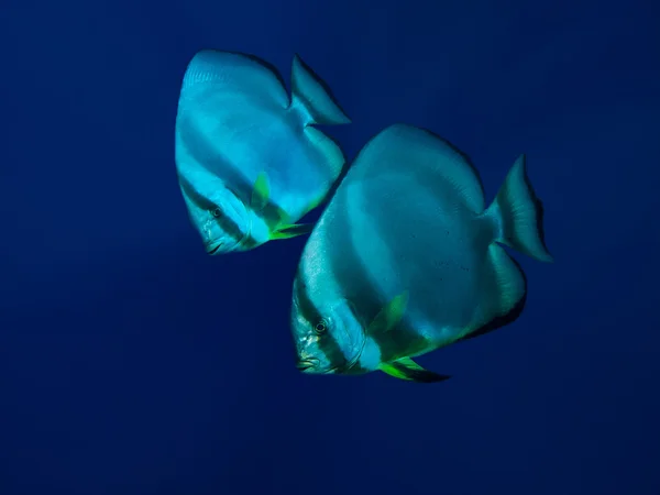 Un par de peces en aguas azules profundas —  Fotos de Stock