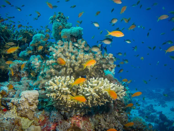 Barevné korálové útesy na pobřeží Hurghada, Egypt — Stock fotografie