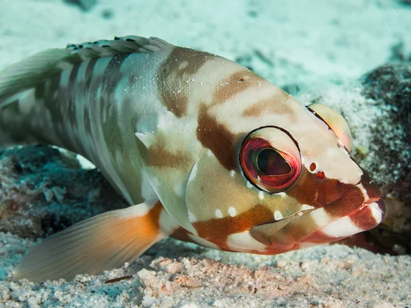 Colorful blacktip grouper off the coast of Hurghada, Egypt — Stock Photo, Image