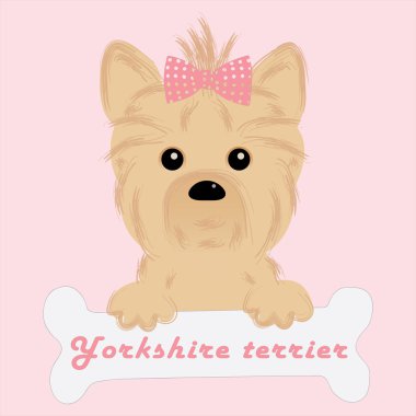 yorkshire Terrier şirin köpek yavrusu