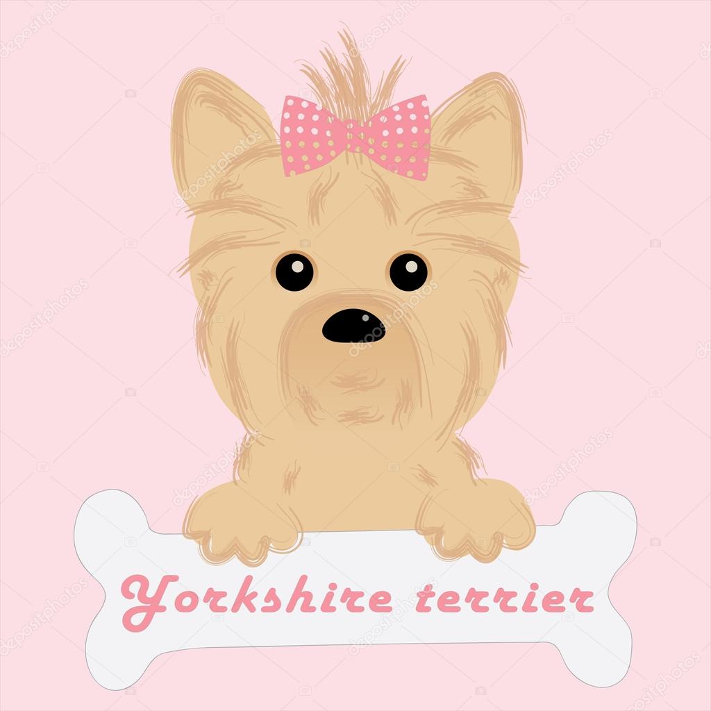 Cute puppy of yorkshire terrier