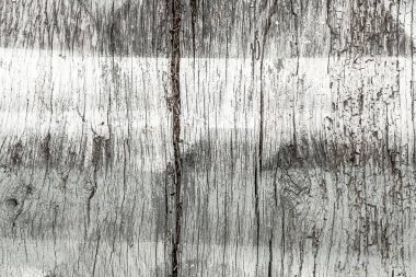 Eski meşe ağacı dokusu, zaman testi ve kısmi hasar..