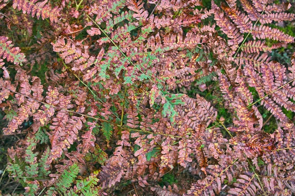 Autumn leaves of wild fern. — Stock Photo, Image