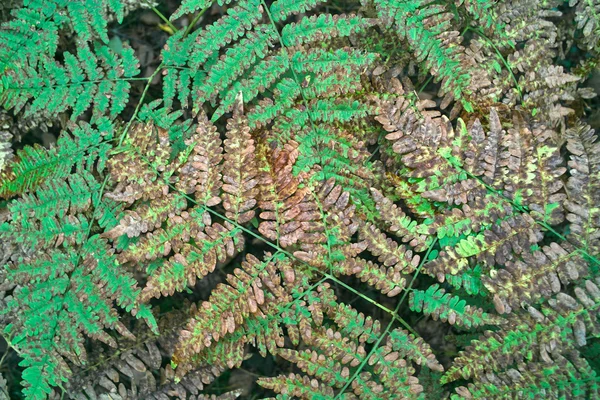 Feuilles d'automne de fougère sauvage . — Photo