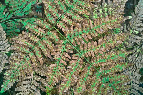 Foglie d'autunno di felce selvatica . — Foto Stock