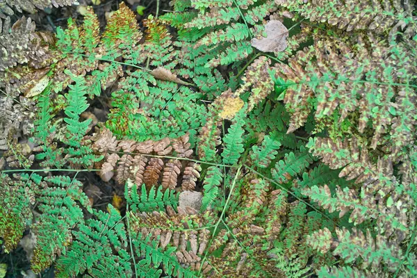 Höstlöv i wild fern. — Stockfoto