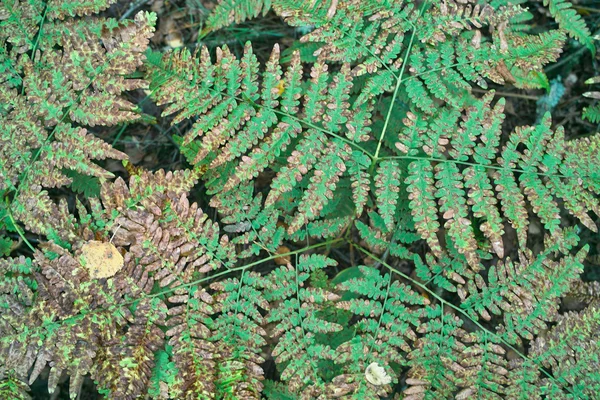 Το φθινόπωρο τα φύλλα wild φτέρη. — Φωτογραφία Αρχείου