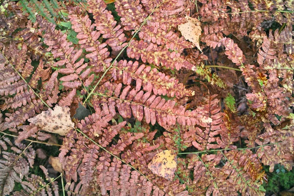 Осенние листья папоротника . — стоковое фото