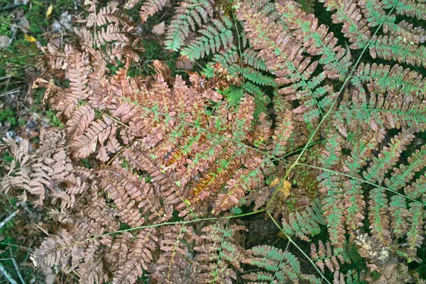 Vahşi fern sonbahar yaprakları. — Stok fotoğraf