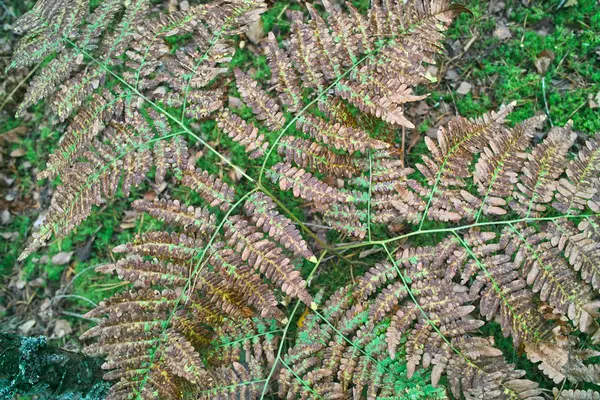 Autumn leaves of wild fern. — Stock Photo, Image