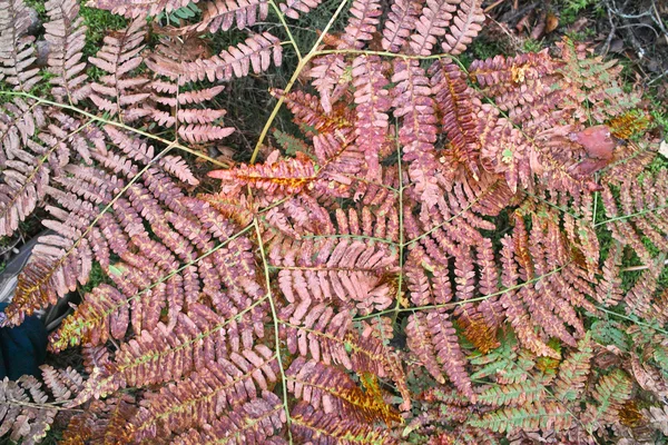 Vahşi fern sonbahar yaprakları. — Stok fotoğraf