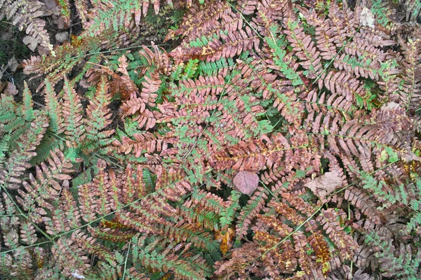 Herbstblätter des wilden Farns. — Stockfoto