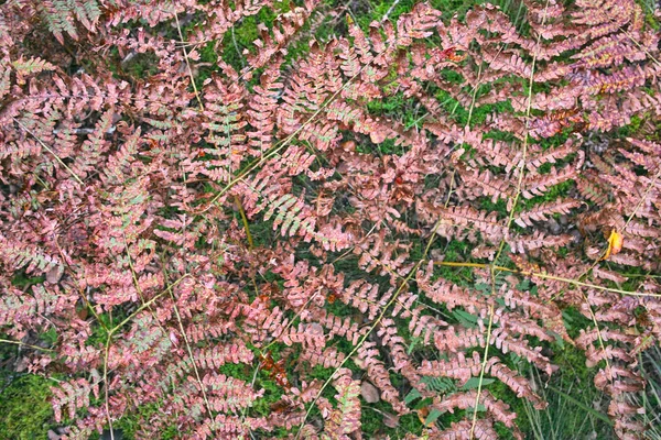 Folhas de outono de samambaia selvagem . — Fotografia de Stock