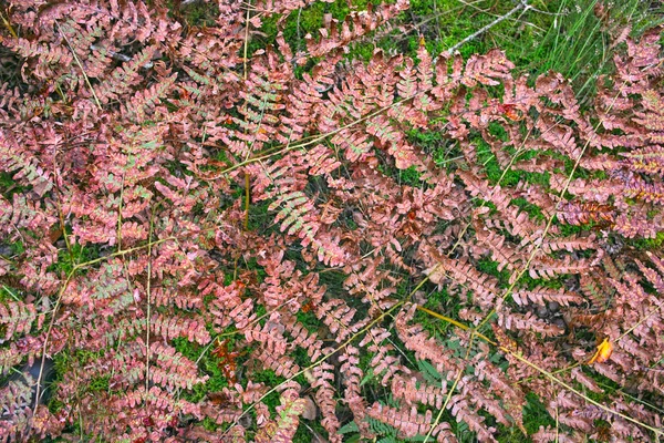 Foglie d'autunno di felce selvatica . — Foto Stock