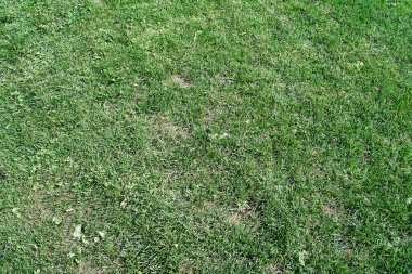 biçilmis çim sahası