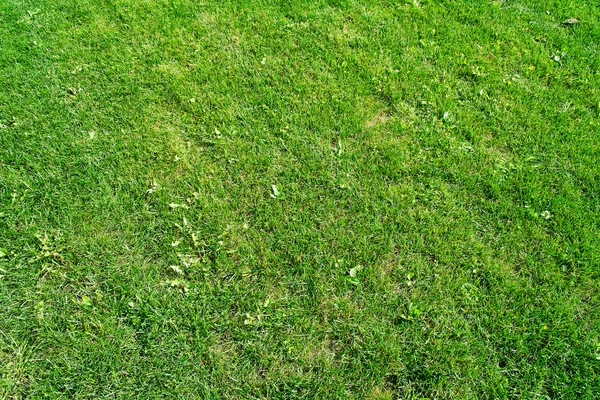 Rasenfläche gemäht — Stockfoto