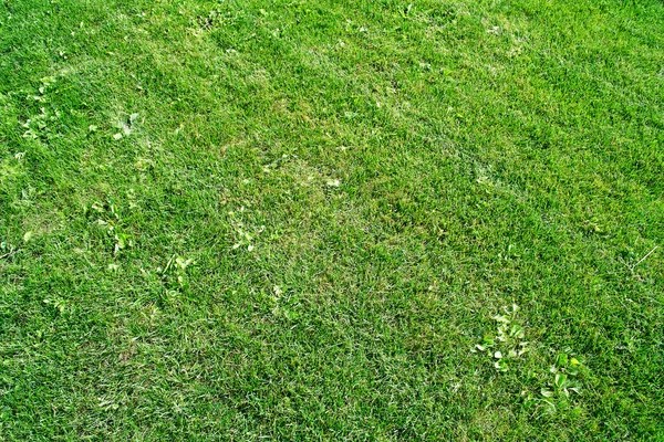 Campo de césped segado —  Fotos de Stock