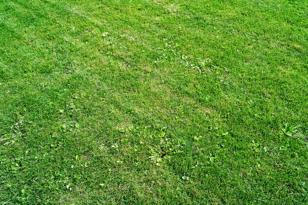 Campo de césped segado —  Fotos de Stock