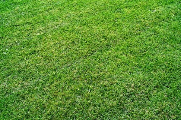 Mown grass field — Stock Photo, Image