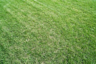 Yeşil Çimen Alanı