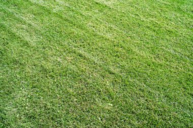 Yeşil Çimen Alanı