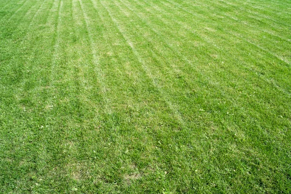 Green grass field — Stock Photo, Image