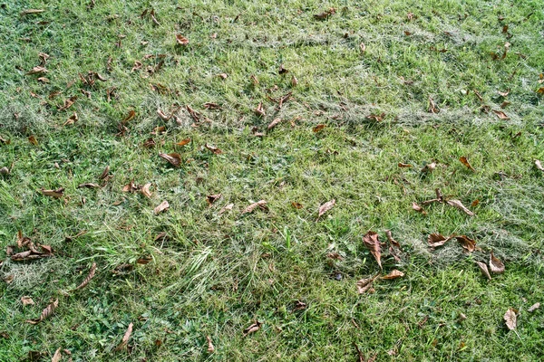 Nyklippt gräs fältet — Stockfoto