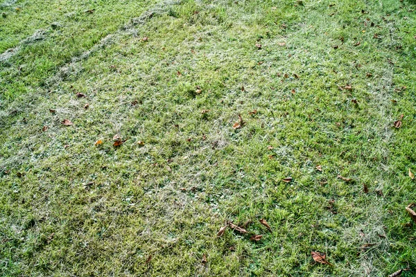 Campo di erba falciata — Foto Stock