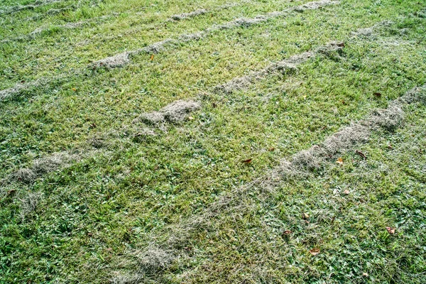 Mown grass field — Stock Photo, Image