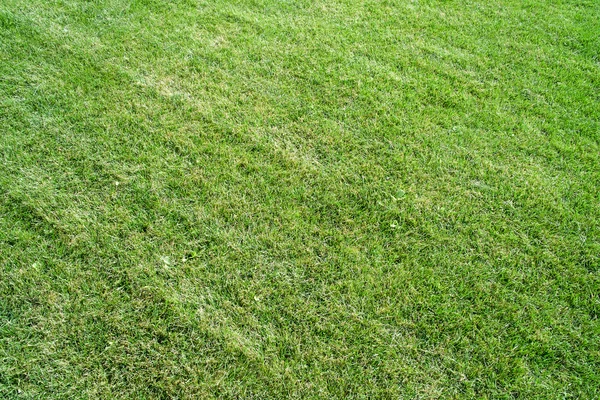 Green grass field Stock Photo