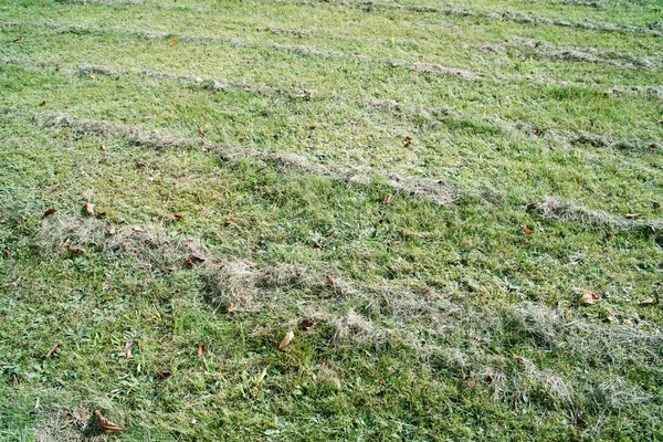 Mown grass field Royalty Free Stock Images