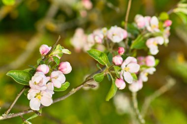 çiçekli elma ağacı