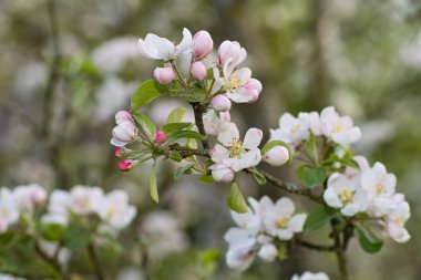 çiçekli elma ağacı