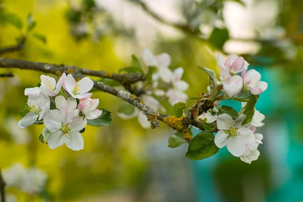 Çiçekli elma ağacı — Stok fotoğraf