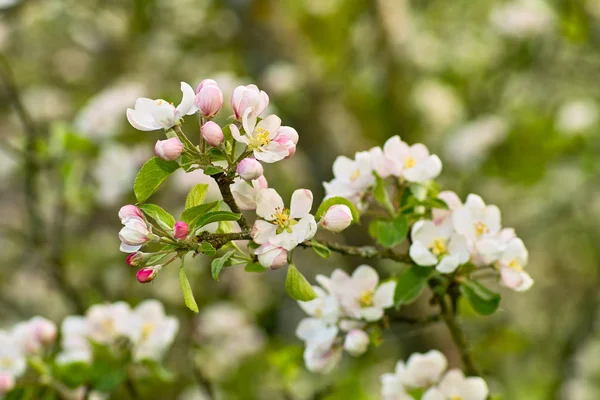 Blühender Apfelbaum — Stockfoto