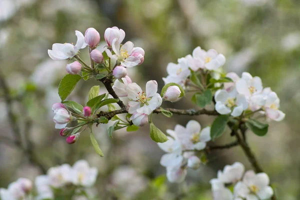 Flowering apple tree — Stock Photo, Image